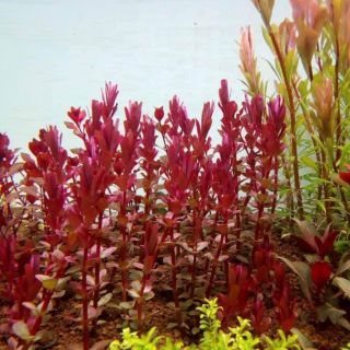 Vảy ốc siêu đỏ ( CÂU HẬU CẢNH)  ( rotala colorata 25 ngọn 50k)
