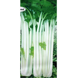 5 GRAM HẠT GIỐNG RAU CẦN TÂY TRẮNG