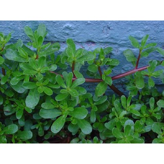 [GIÁ GỐC] Hạt giống cây sâm đất (rau sam) - 0.5 gram