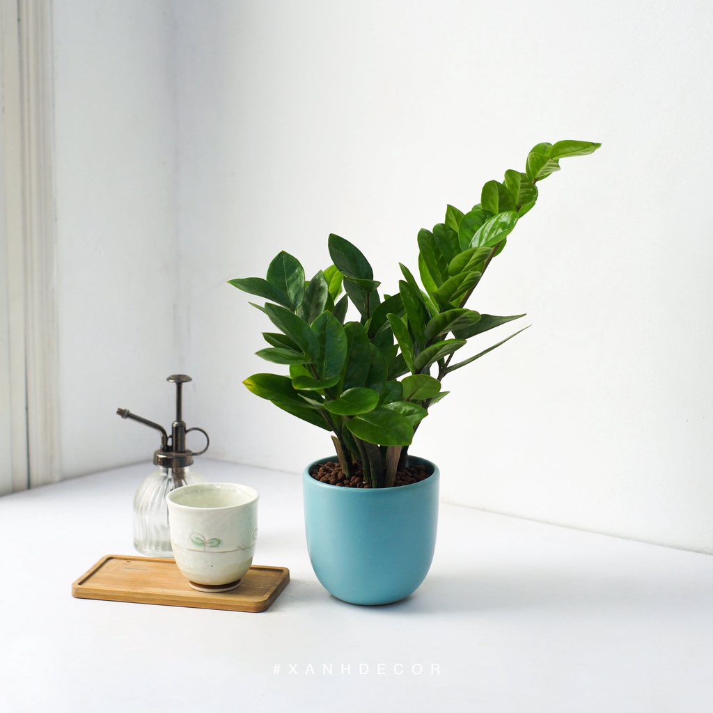 Cây Kim Tiền - ZZ Plants để bàn, trưng trong nhà