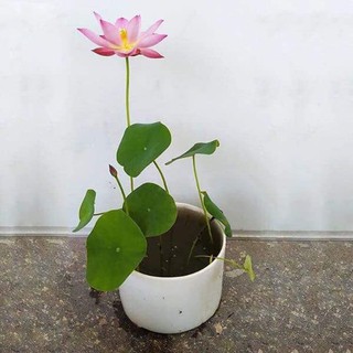 Hạt giống Sen Nhật Mini - 10 màu tự chọn