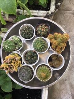 COMBO 5 XƯƠNG RỒNG