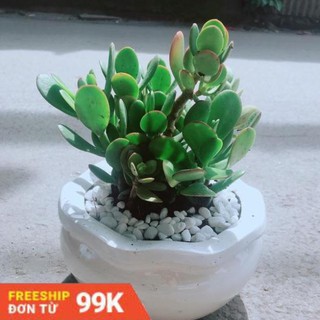 Chậu Cây Ngọc Bích