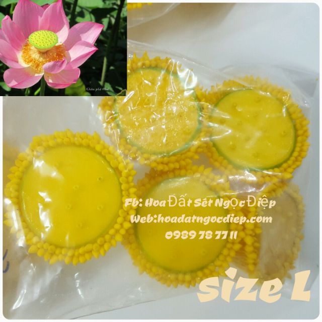 5C NHỤY SEN SIZE L( đk 3.5cm)