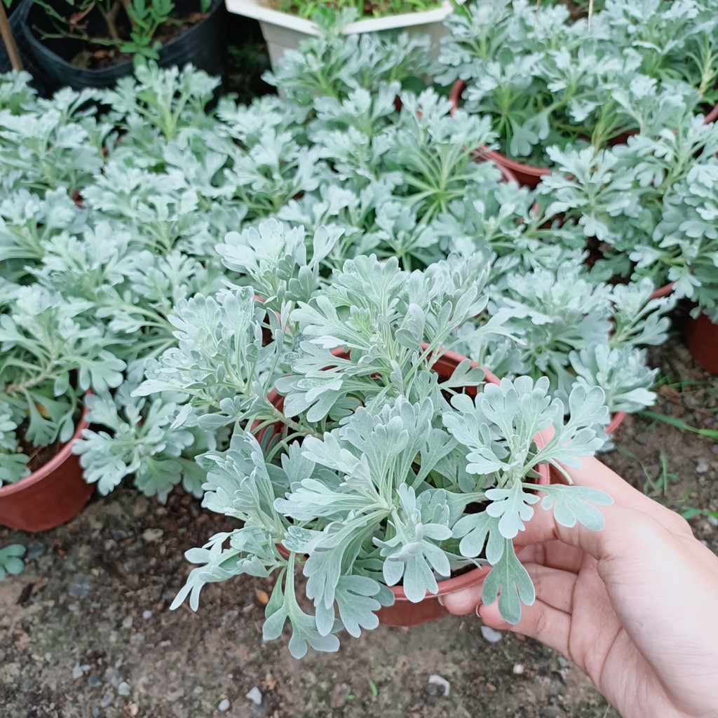 Chậu cây Cúc Lá Bạc - Cúc Ren Bạc - Silver Dust Dusty Miller