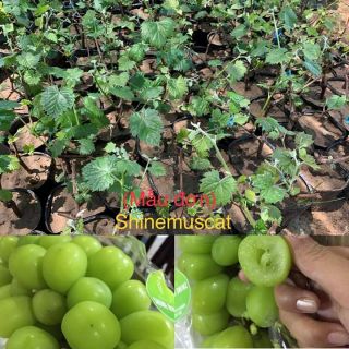 Combo 4 cây nho tự chọn 110k/cây