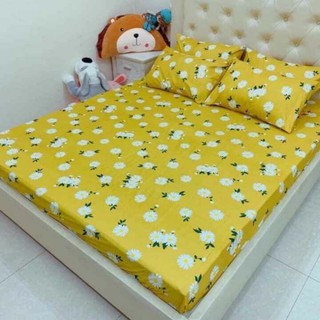 Set ga gối poly
