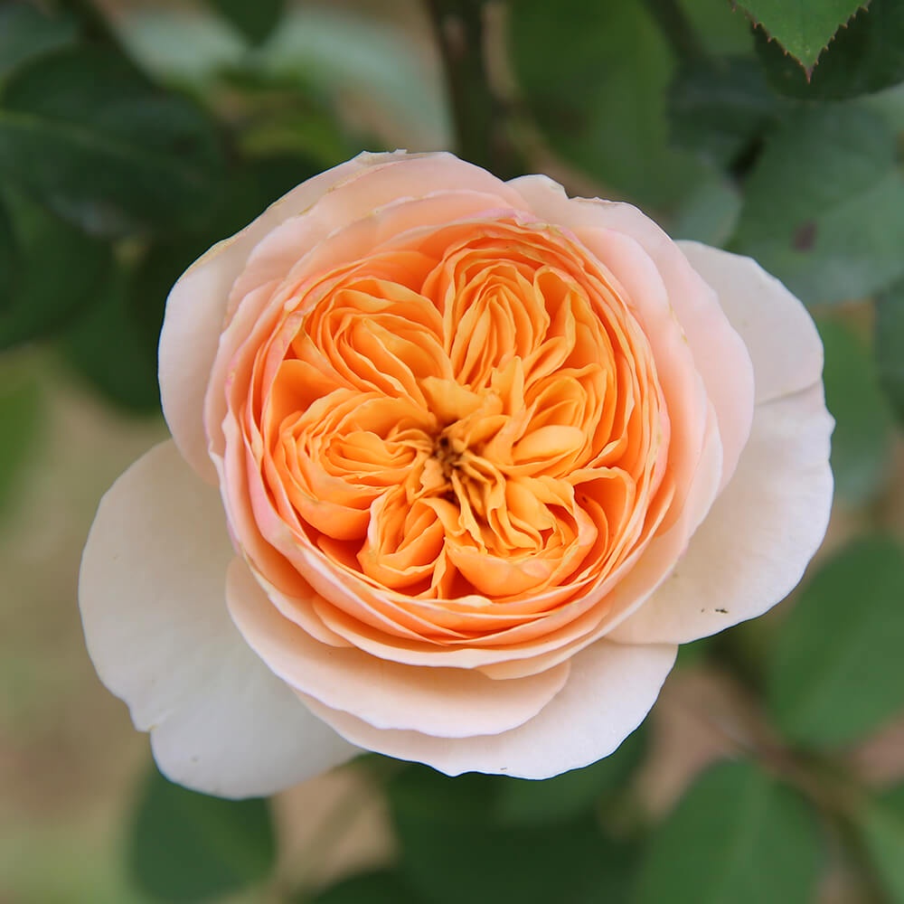 Hoa hồng giống ngoại triệu đô Juliet rose 25 ngày tuổi
