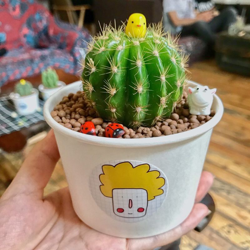 Xương rồng bí xanh - Xương rồng bí ngô - Sẵn chậu nhựa đủ kích thước