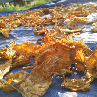 hạt giống măng nứa 50g