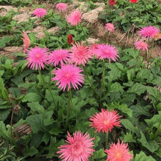 Hoa đồng tiền cổ( combo 10 bui khach chọn)