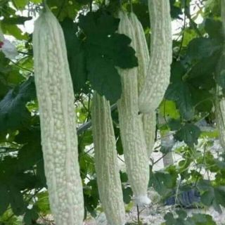 Hạt giống mướp đắng trắng