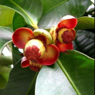 Cây giống măng cụt