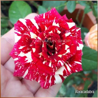 Hoa hồng ngoại Abracadabra kẻ sọc MinaKun Shop