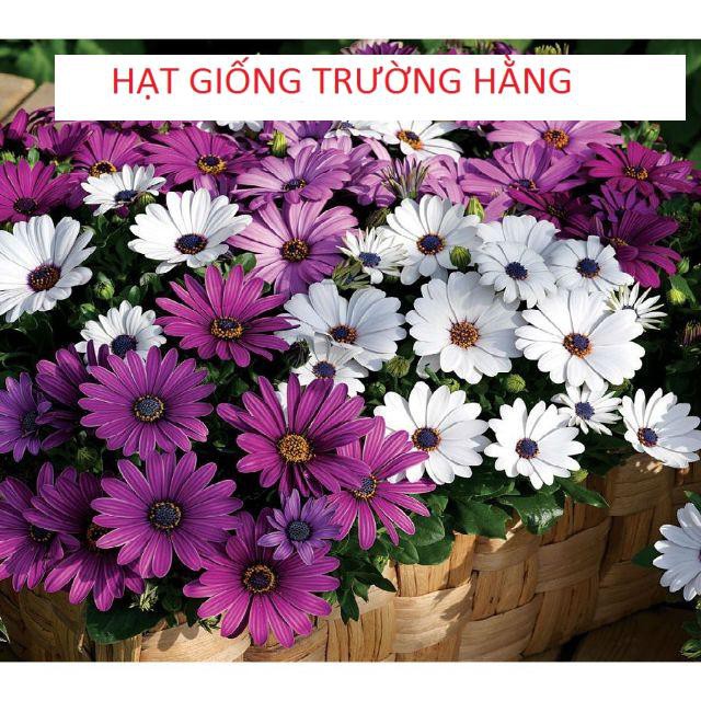 Hạt Giống Cúc Châu Phi Mix ( 20 hạt )