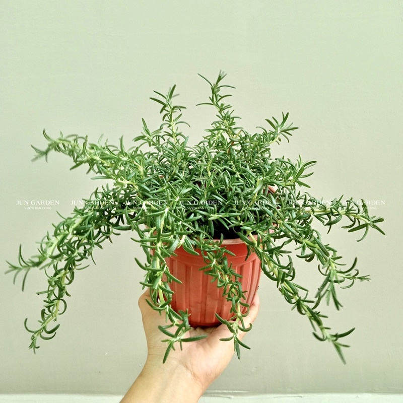 CÂY HƯƠNG THẢO THUẦN KHÍ HẬU JUN GARDEN SIZE 25CM