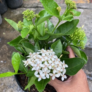 Trang Mỹ trắng...