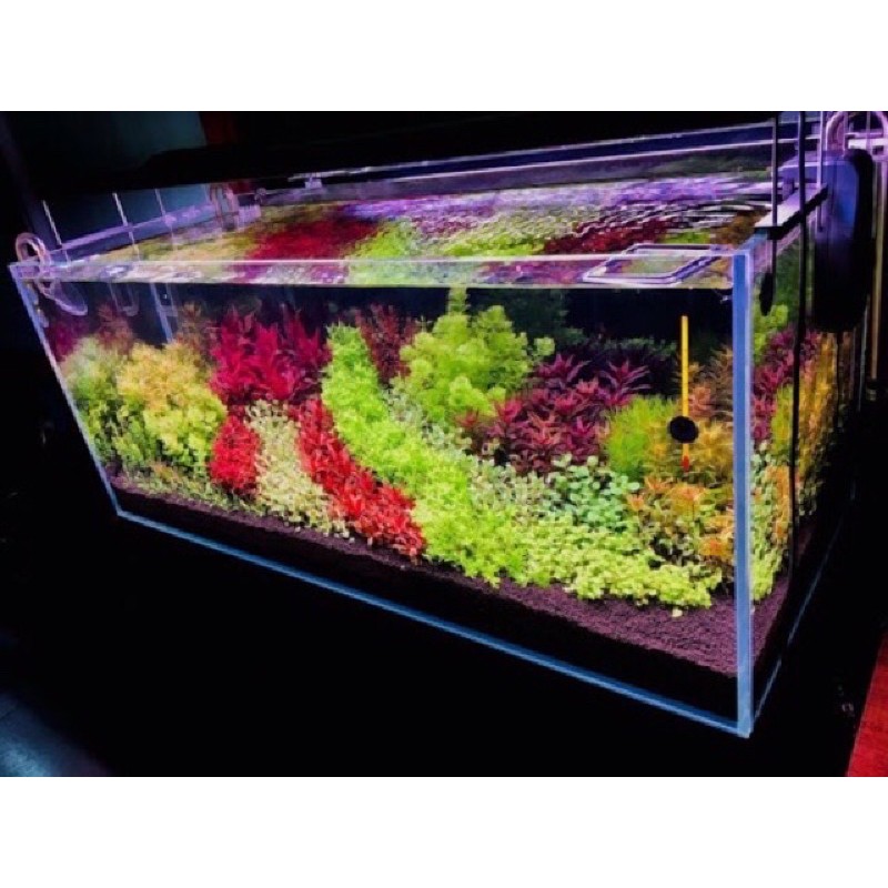 Cốt Nền Trộn Chuyên Hồ Hà Lan MAGIC BASE