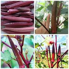 Hạt Giống Đậu Bắp Đỏ - 10 hạt