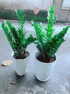 Chậu Kim Tiền Size Đại