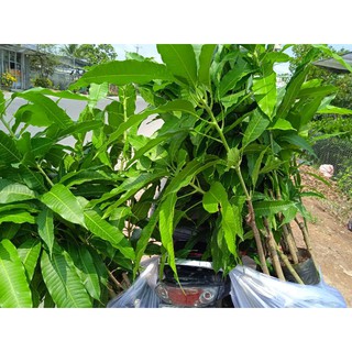 Xoài cát hòa lộc