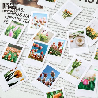 Bộ 46 Sticker Hoa Tulip Hà Lan E57