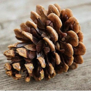 Set 2 Quả Thông Khô Trang Trí Cây Thông Giáng Sinh Kích Thước 6 - 8 cm