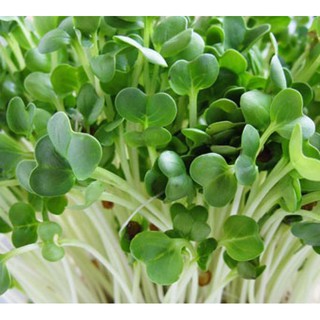 Hạt giống Rau mầm thảo dược Methi