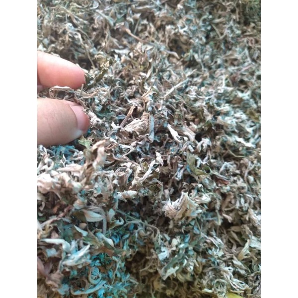 (GIÁ 1KG) Lá ngải cứu tại  vườn cắt phơi khô