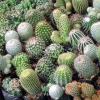 Hạt giống Xương Rồng Mix
