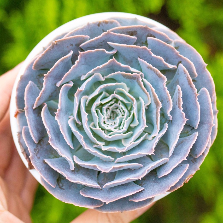 Sen đá bắp cải hàn 9-11cm