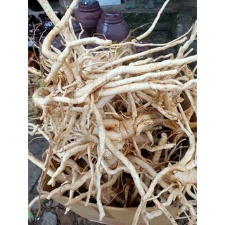 2kg củ đinh lăng tươi