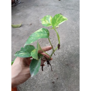 cây trầu bà (cây phong thủy)