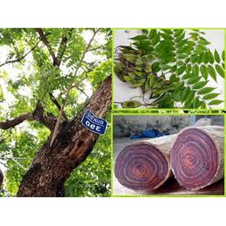 Cây giống Gỗ Sưa Đỏ chuẩn giống (Mua 1 tặng 1).