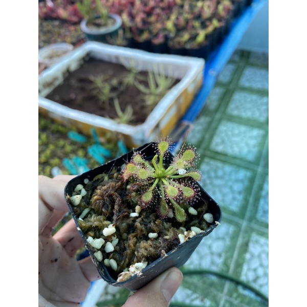 Cây gọng vó Capillaris var.alba, drosera Capillaris var.alba