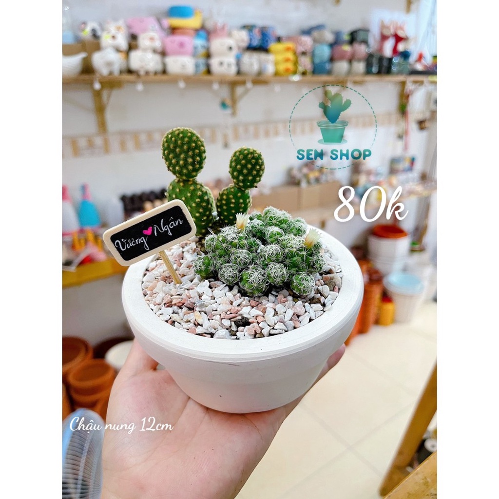 Chậu sen mix tiểu cảnh 26k-99k .