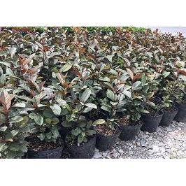 Chậu Cây Ổi Tím Malaysia ra bông sau 3 tháng.