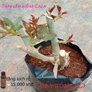 Combo 5 cây hoa hồng leo Pháp đầy đủ màu hoa