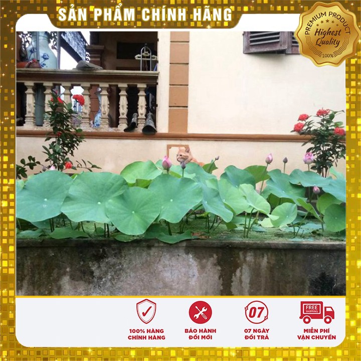 Hạt giống sen hồng quê hương - 10 hạt