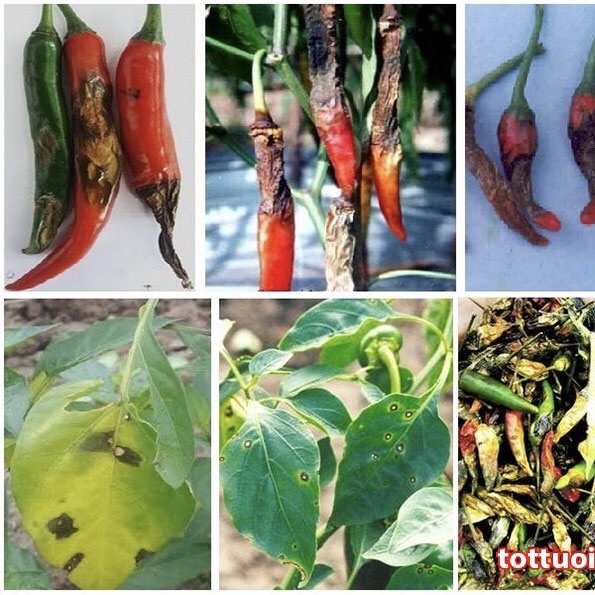 Thuốc bệnh mancozeb, Man xanh UPL, Man xanh Ấn độ gói 100g trừ vàng lá, thán thư, sương mai, mốc sương, phấn trắng