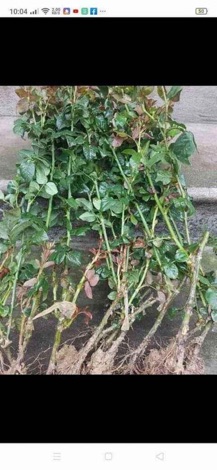 Gốc hồng leo ngoại