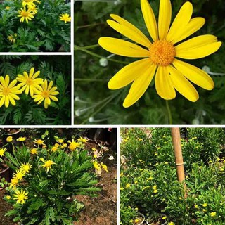 HẠT GIỐNG CÚC THÂN GỖ NẢY MẦM 100% - GIỐNG ĐÀ LẠT Gói 30 Hạt