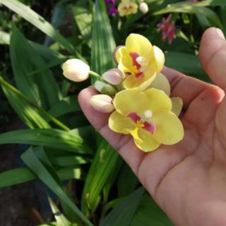 Combo 10 cây Lan Chu Đinh (giao màu ngẫu nhiên)