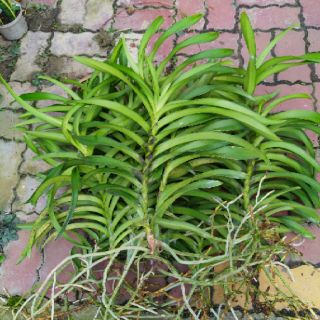 (Mua 10 tặng 1) Combo 10 cây lan Mokara giống