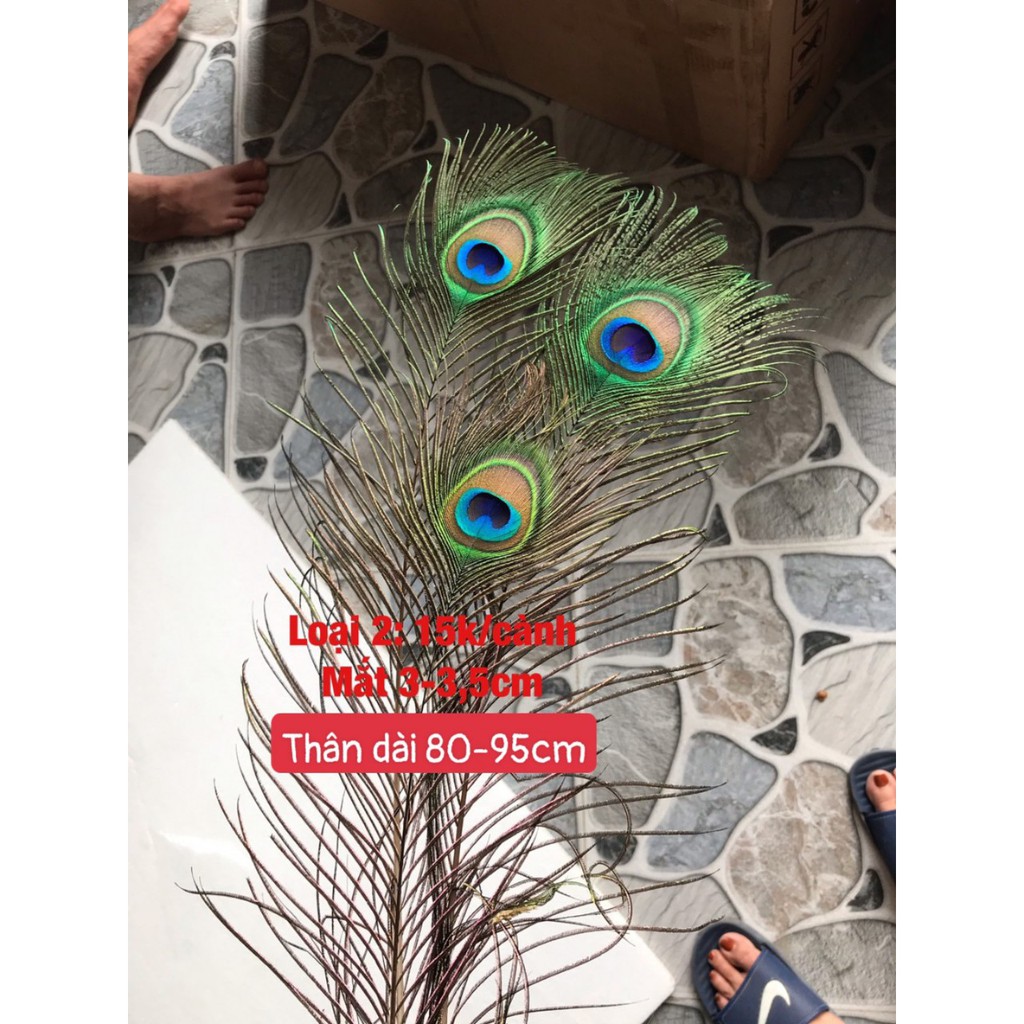 Lông chim công tự nhiên | BigBuy360 - bigbuy360.vn