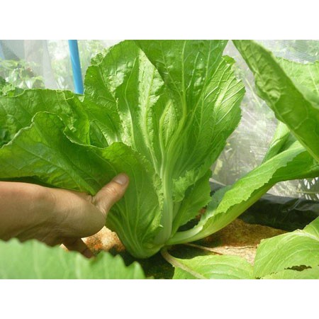 Hạt Giống Cải Bẹ Dưa