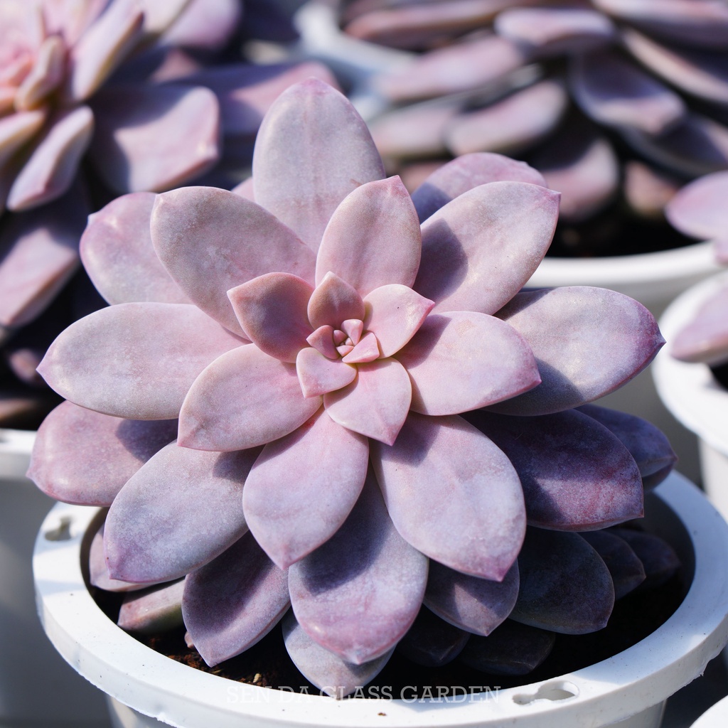 Sen Đá Dĩa Hồng Chậu lớn 15cm, Khỏe, Dễ trồng, Hàng  Đà Lạt, Lỗi 1 đổi 1