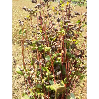 Bột kiều mạch (tam giác mạch) Cao Bằng (1kg)
