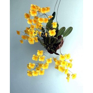 1 cụm Cây giống lan rừng Vảy rồng