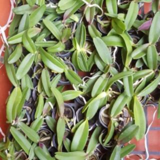 Ngọc điểm (Đai Châu) cây giống ( combo 4 cốc dc chọn màu)